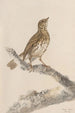 original watercolor drawings of birds and eggs Pl36 - John William Lewin — artwork view