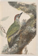 original watercolor drawings of birds and eggs Pl37 - John William Lewin — artwork view