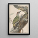 original watercolor drawings of birds and eggs Pl37 - John William Lewin — framed artwork on a wall