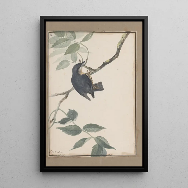 original watercolor drawings of birds and eggs Pl38 - John William Lewin — framed artwork on a wall