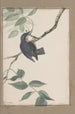original watercolor drawings of birds and eggs Pl38 - John William Lewin — artwork view