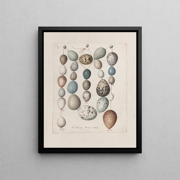 original watercolor drawings of birds and eggs Pl39 - John William Lewin — framed artwork on a wall
