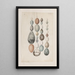 original watercolor drawings of birds and eggs Pl40 - John William Lewin — framed artwork on a wall