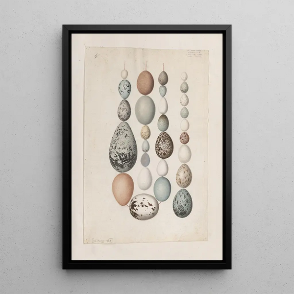 original watercolor drawings of birds and eggs Pl40 - John William Lewin — framed artwork on a wall