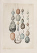 original watercolor drawings of birds and eggs Pl40 - John William Lewin — artwork view