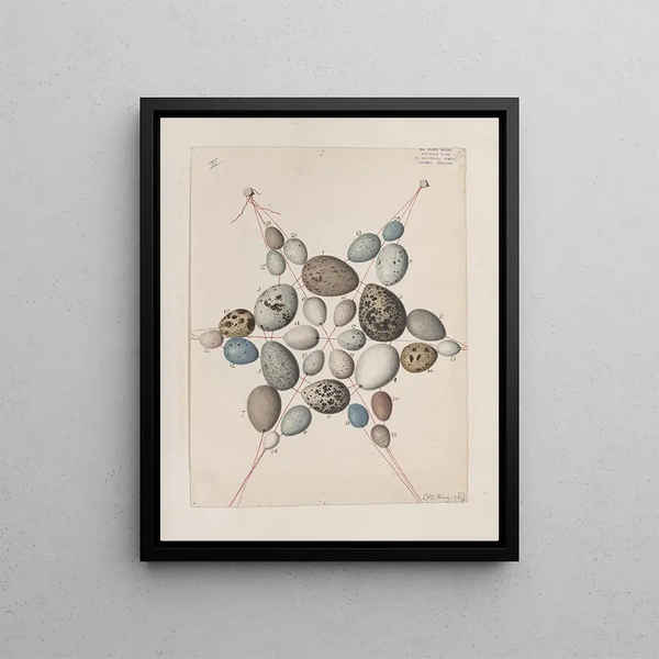 Original watercolor drawings of birds and eggs Pl41 - John William Lewin — framed artwork on a wall