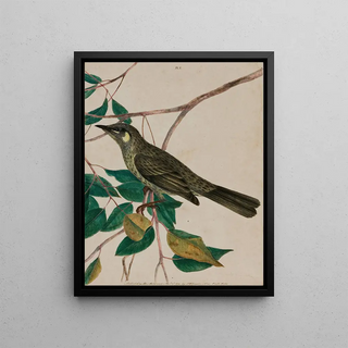 John William Lewin - Yelloweared honeysucker Meliphaga chrysotis.webp
