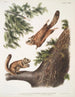Pteromys sabrinus River Severn Flying Squirrel 2 Pteromys alpinus Rocky Mountain Squirrel - John Woodhouse Audubon — artwork view