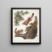 Pteromys sabrinus River Severn Flying Squirrel 2 Pteromys alpinus Rocky Mountain Squirrel - John Woodhouse Audubon — framed artwork on a wall