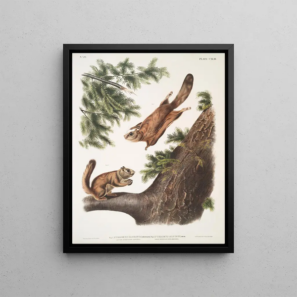 Pteromys sabrinus River Severn Flying Squirrel 2 Pteromys alpinus Rocky Mountain Squirrel - John Woodhouse Audubon — framed artwork on a wall