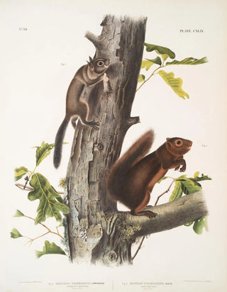 John Woodhouse Audubon - 1 Sciurus Fremonsii Fremonts Squirrel Natural size 2 Sciurus fuliginosus Sooty Squirrel Natural size.webp