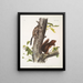Sciurus Fremonsii Fremont Squirrel Life-size 2 Sciurus fuliginosus Fulvous Squirrel Life-size - John Woodhouse Audubon — framed artwork on a wall