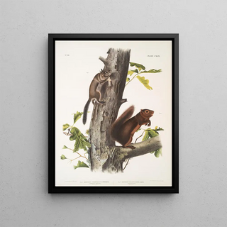 John Woodhouse Audubon - 1 Sciurus Fremonsii Fremonts Squirrel Natural size 2 Sciurus fuliginosus Sooty Squirrel Natural size.webp