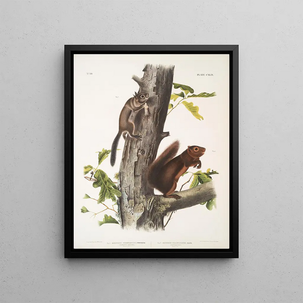 Sciurus Fremonsii Fremont Squirrel Life-size 2 Sciurus fuliginosus Fulvous Squirrel Life-size - John Woodhouse Audubon — framed artwork on a wall