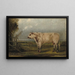A young bull - John Woodhouse Audubon — framed artwork on a wall