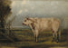 A young bull - John Woodhouse Audubon — artwork view