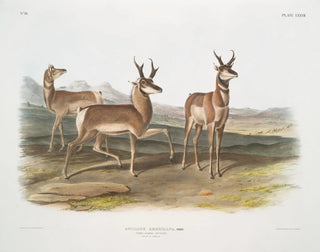 American antelope, male and female - John Woodhouse Audubon — artwork view