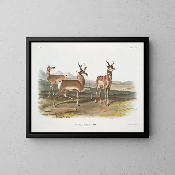 American antelope, male and female - John Woodhouse Audubon — framed artwork on a wall