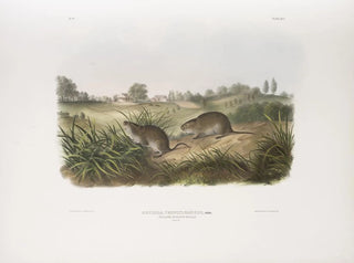 Pennsylvania Meadow Mouse in full size - John Woodhouse Audubon — artwork view