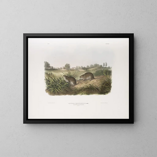 Pennsylvania Meadow Mouse in full size - John Woodhouse Audubon — framed artwork on a wall