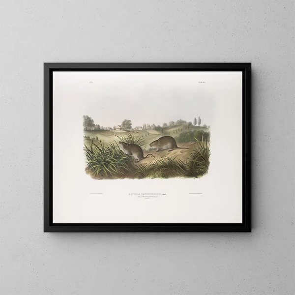 Pennsylvania Meadow Mouse in full size - John Woodhouse Audubon — framed artwork on a wall
