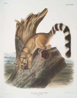 John Woodhouse Audubon - Bassaris astuta Ringtailed Bassaris Natural size Male.webp
