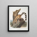 Bassaris astuta Bassaris à queue annelée Male of natural size - John Woodhouse Audubon — framed artwork on a wall
