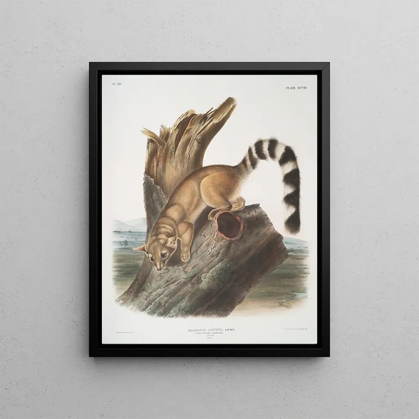 Bassaris astuta Bassaris à queue annelée Male of natural size - John Woodhouse Audubon — framed artwork on a wall