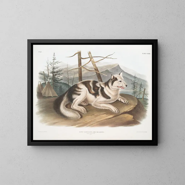Indian male domestic dog - John Woodhouse Audubon — framed artwork on a wall