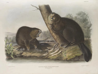 Castor américain - John Woodhouse Audubon — artwork view