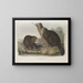 Castor américain - John Woodhouse Audubon — framed artwork on a wall