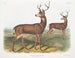 Richardson's male Columbian deer with a black tail - John Woodhouse Audubon — artwork view