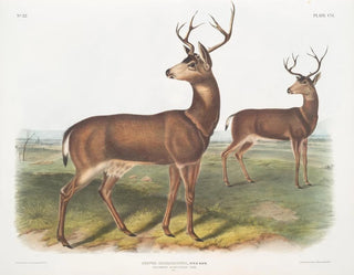 Richardson's male Columbian deer with a black tail - John Woodhouse Audubon — artwork view