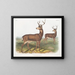 Richardson's male Columbian deer with a black tail - John Woodhouse Audubon — framed artwork on a wall