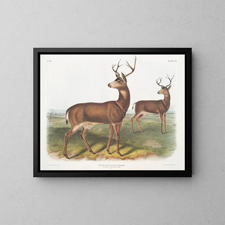 Richardson's male Columbian deer with a black tail - John Woodhouse Audubon — framed artwork on a wall