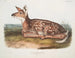 Deer of Virginia, fawn, life size - John Woodhouse Audubon — artwork view