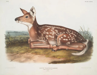 Deer of Virginia, fawn, life size - John Woodhouse Audubon — artwork view