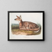 Deer of Virginia, fawn, life size - John Woodhouse Audubon — framed artwork on a wall