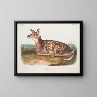 Deer of Virginia, fawn, life size - John Woodhouse Audubon — framed artwork on a wall