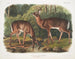 Virginie Deer, male and female aged - John Woodhouse Audubon — artwork view
