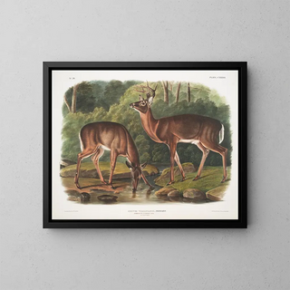Virginie Deer, male and female aged - John Woodhouse Audubon — framed artwork on a wall