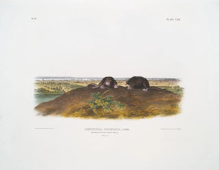 Condylure à nez étoilé taille naturelle - John Woodhouse Audubon — artwork view