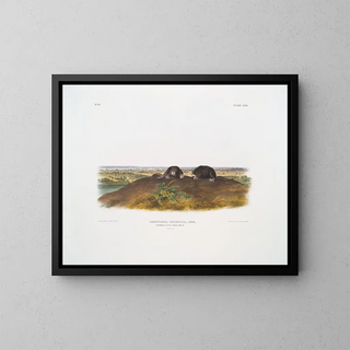 Condylure à nez étoilé taille naturelle - John Woodhouse Audubon — framed artwork on a wall