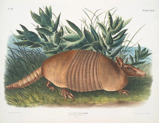 Tatou à neuf bandes mâle taille naturelle - John Woodhouse Audubon — artwork view