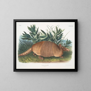 Tatou à neuf bandes mâle taille naturelle - John Woodhouse Audubon — framed artwork on a wall