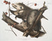 Virginian Opossum painting of a young female and male 7 months size - John Woodhouse Audubon — artwork view