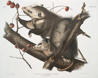 Virginian Opossum painting of a young female and male 7 months size - John Woodhouse Audubon — artwork view