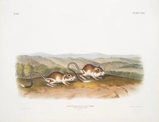 Gerbille à poche de Phillips male size natural - John Woodhouse Audubon — artwork view