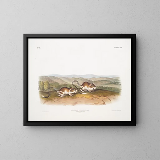 Gerbille à poche de Phillips male size natural - John Woodhouse Audubon — framed artwork on a wall