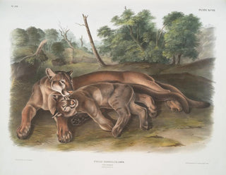 Felid Painting, the young female of the puma - John Woodhouse Audubon — artwork view